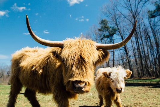 Nachhaltige Wintermode mit Yak-Wolle