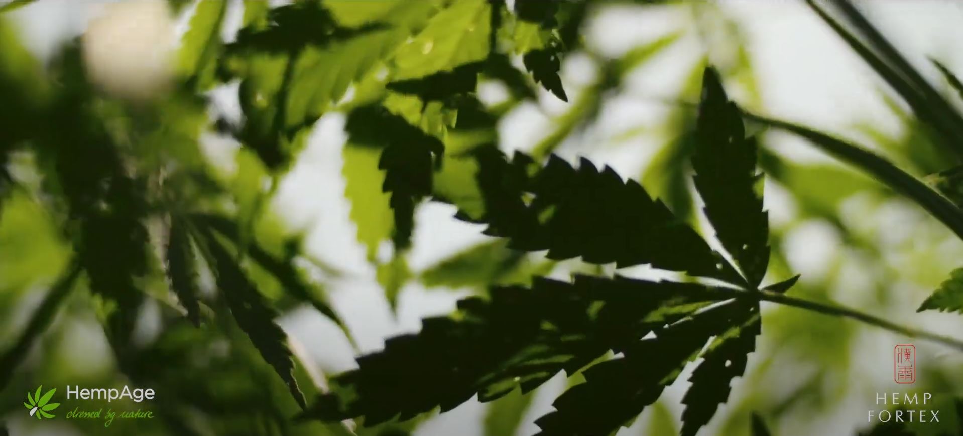 Load video: Hemp production in China